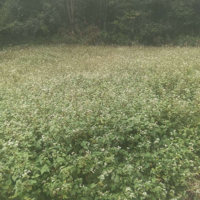 中药材