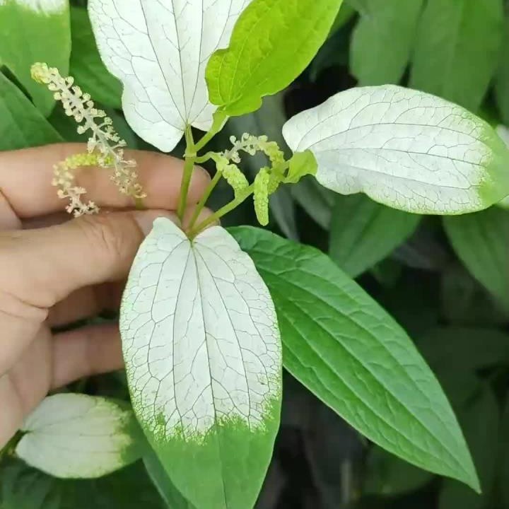 中药材