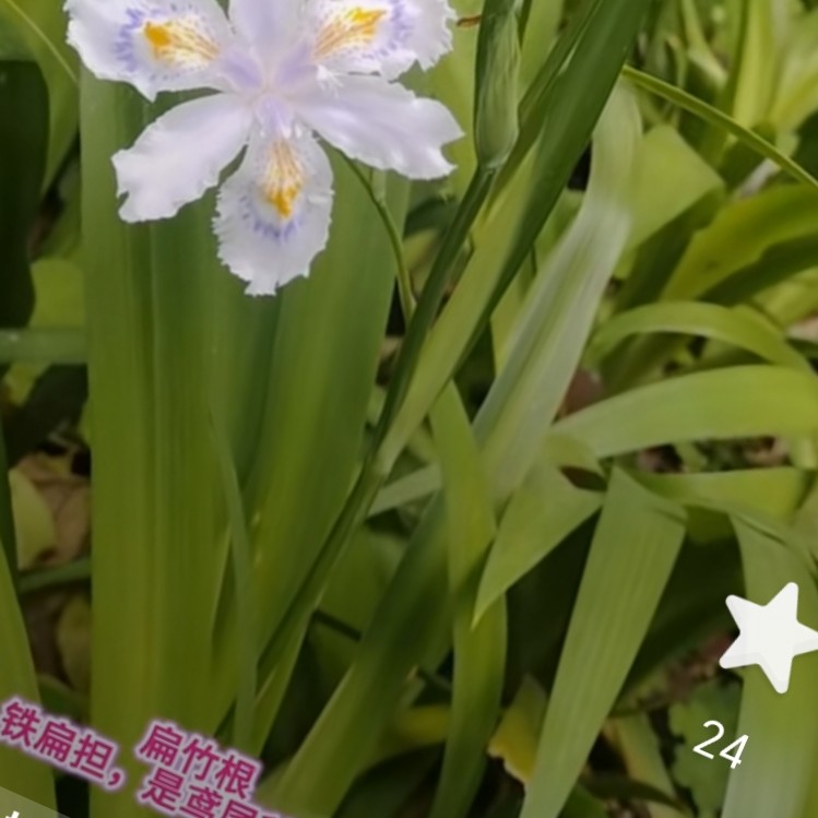 中药材