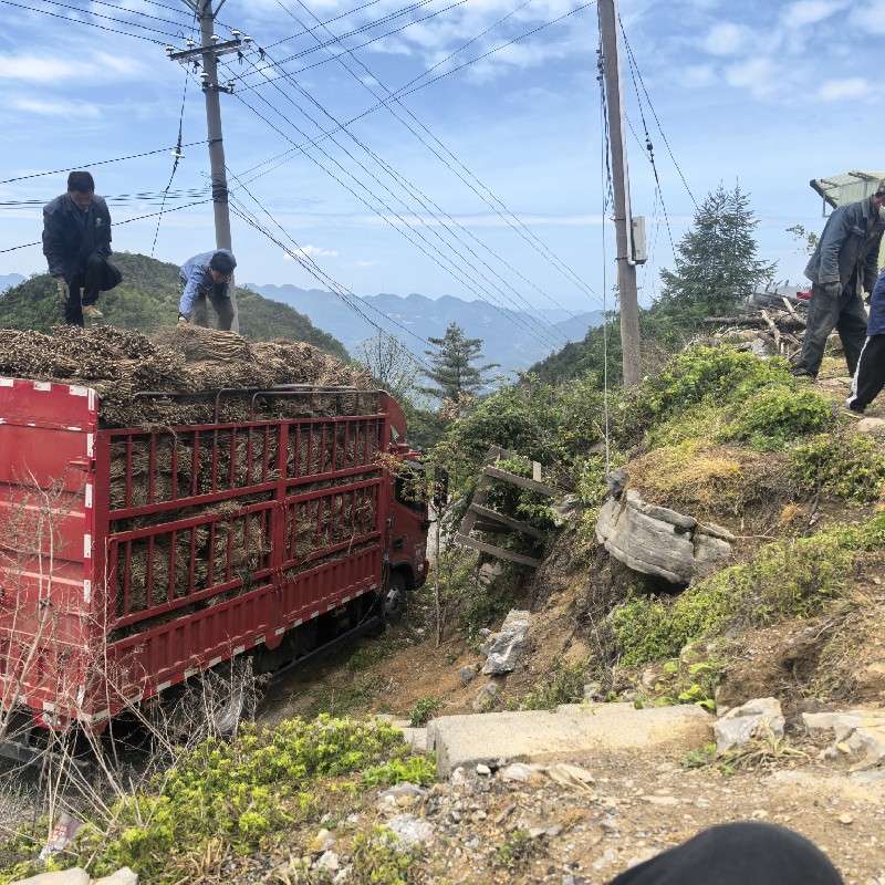 中药材