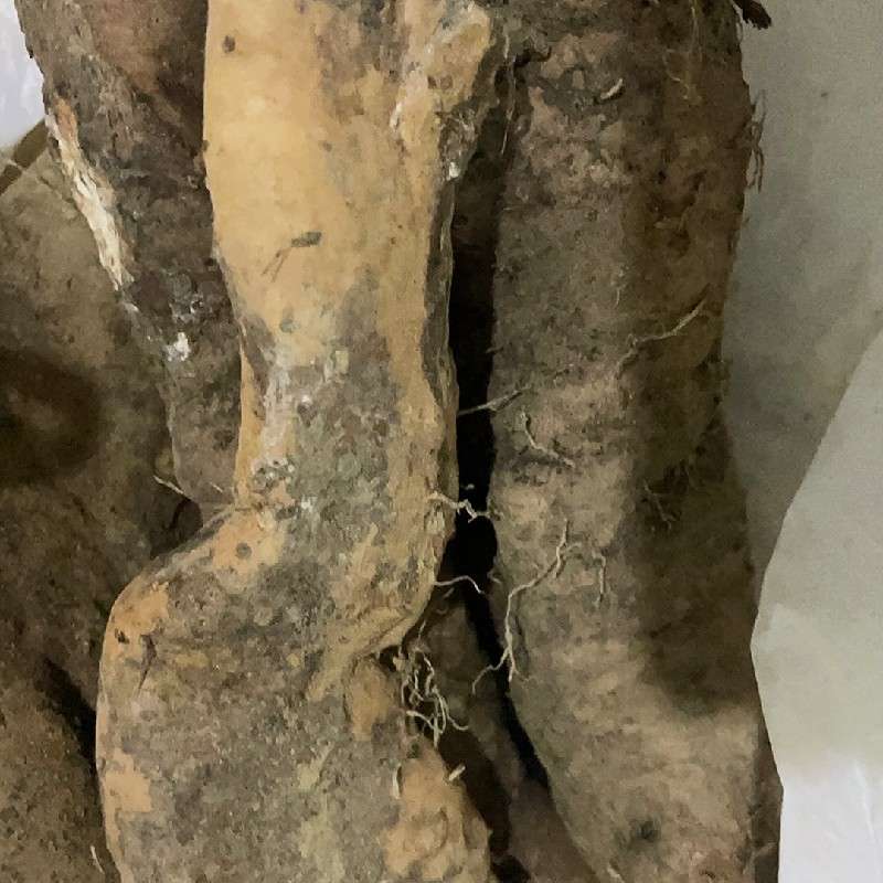 中药材