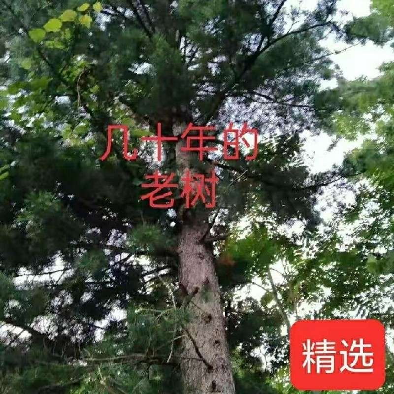 中药材