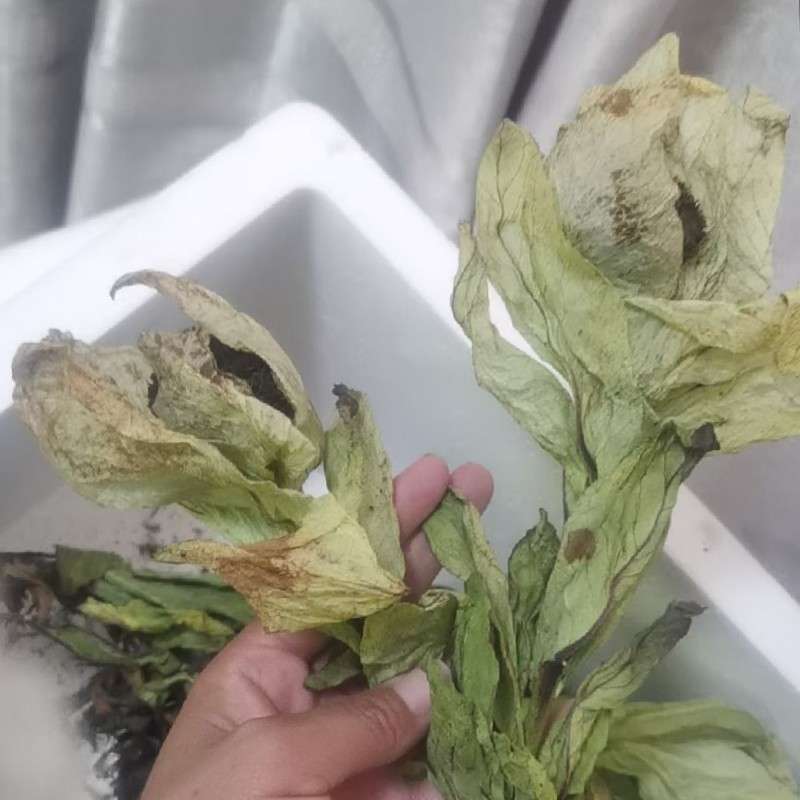 中药材