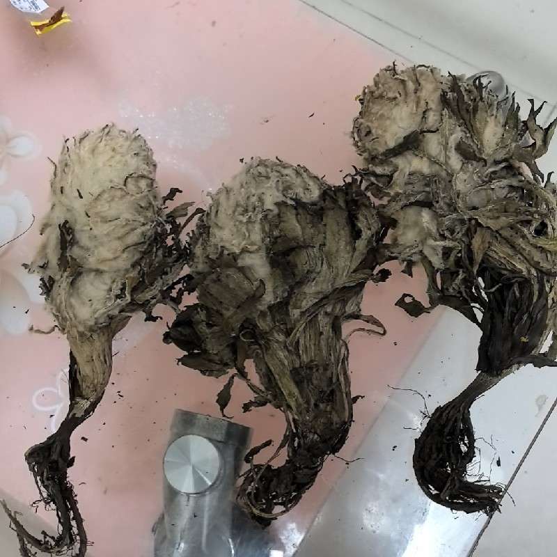 中药材
