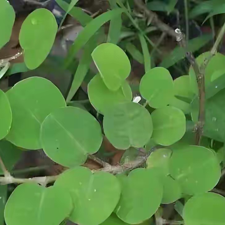 中药材