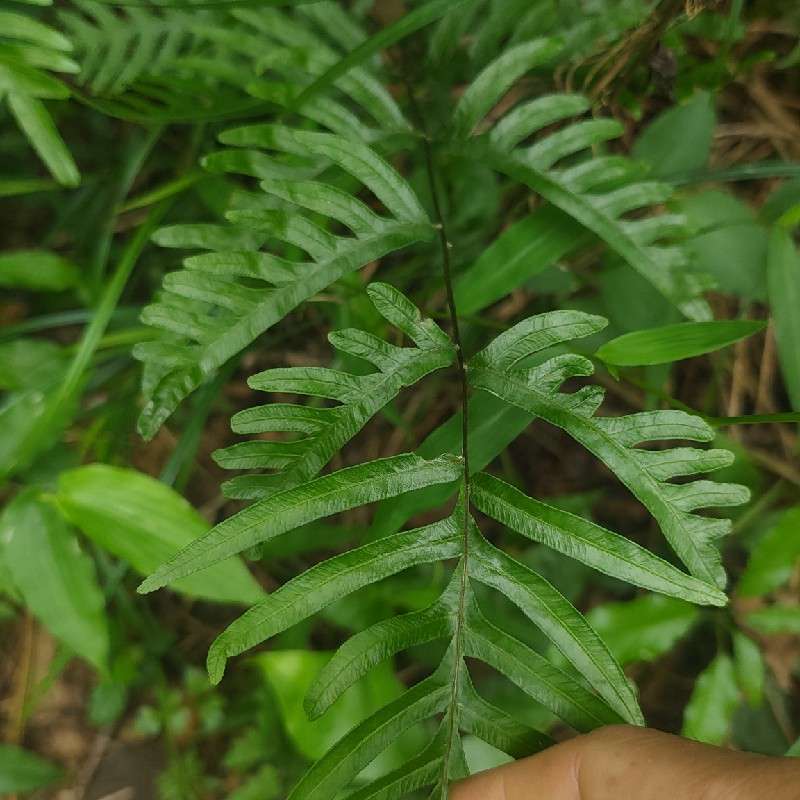 中药材
