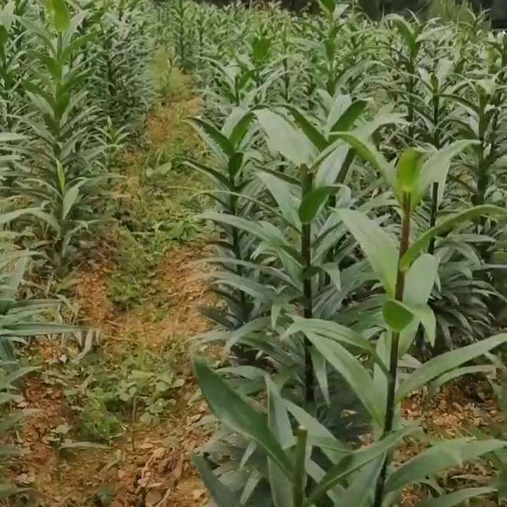 中药材