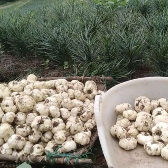 中药材