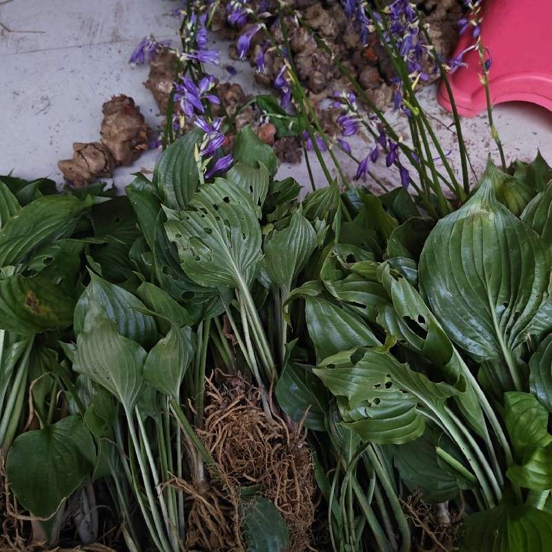 中药材