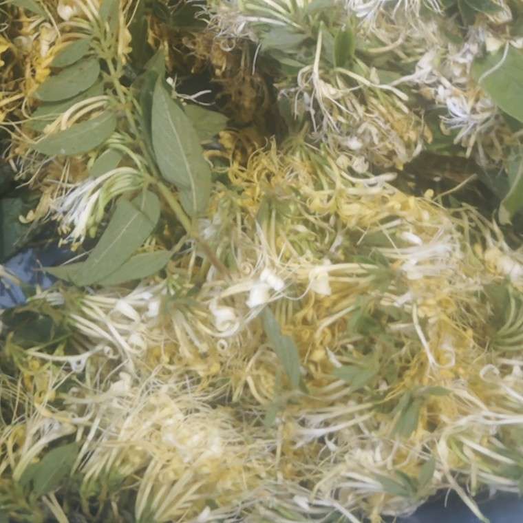中药材
