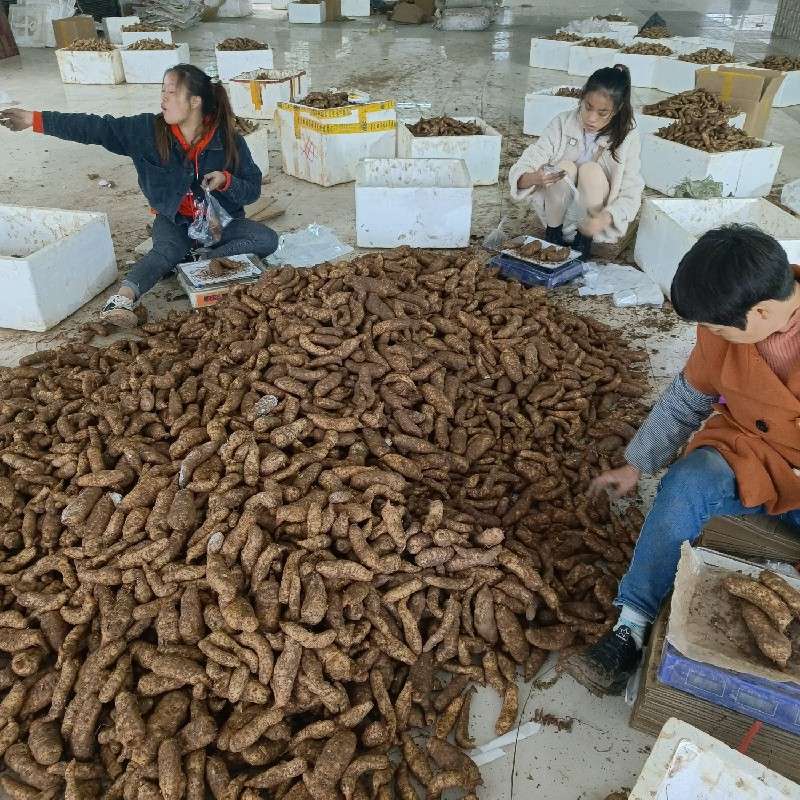 中药材