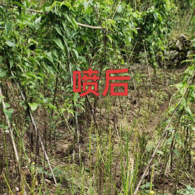 中药材