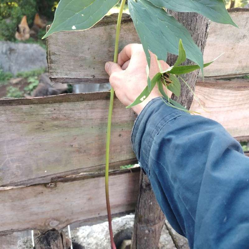 中药材