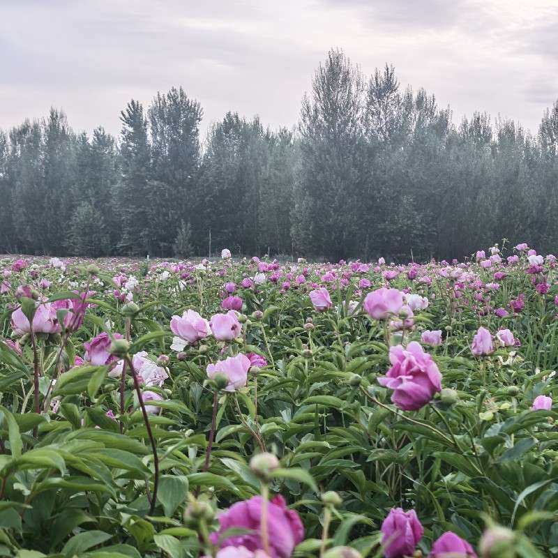 中药材