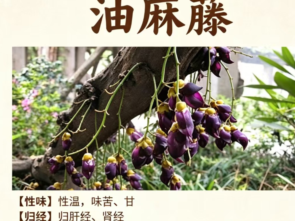 中药材