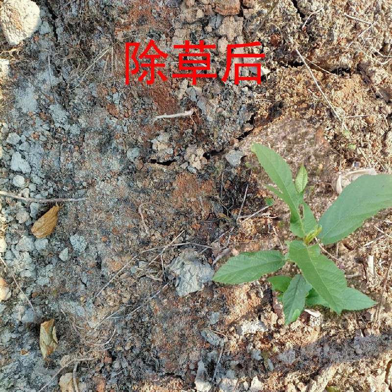 中药材