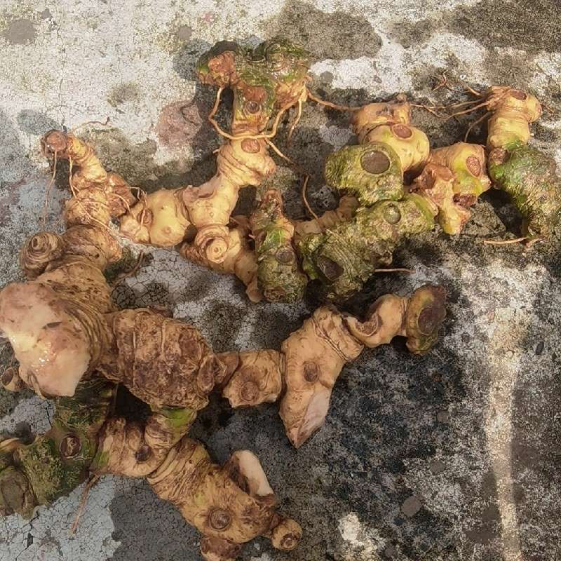 中药材