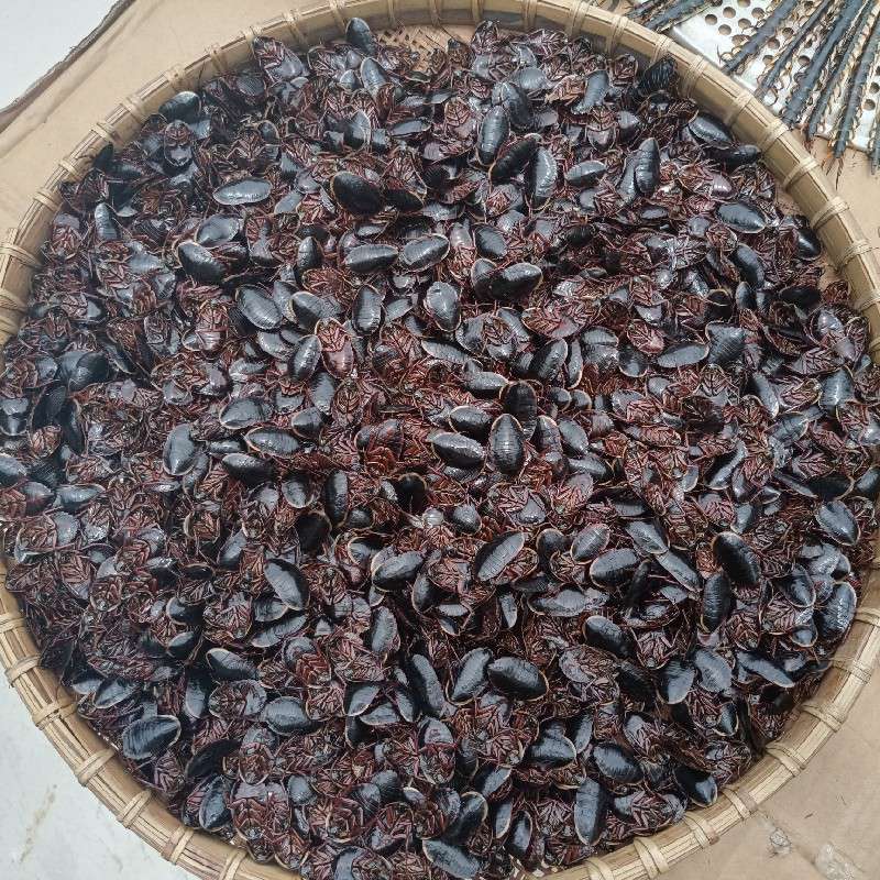 中药材