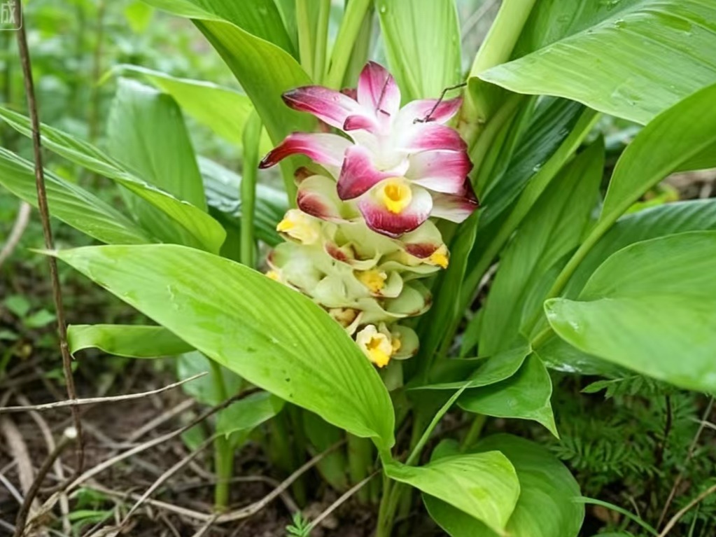 中药材