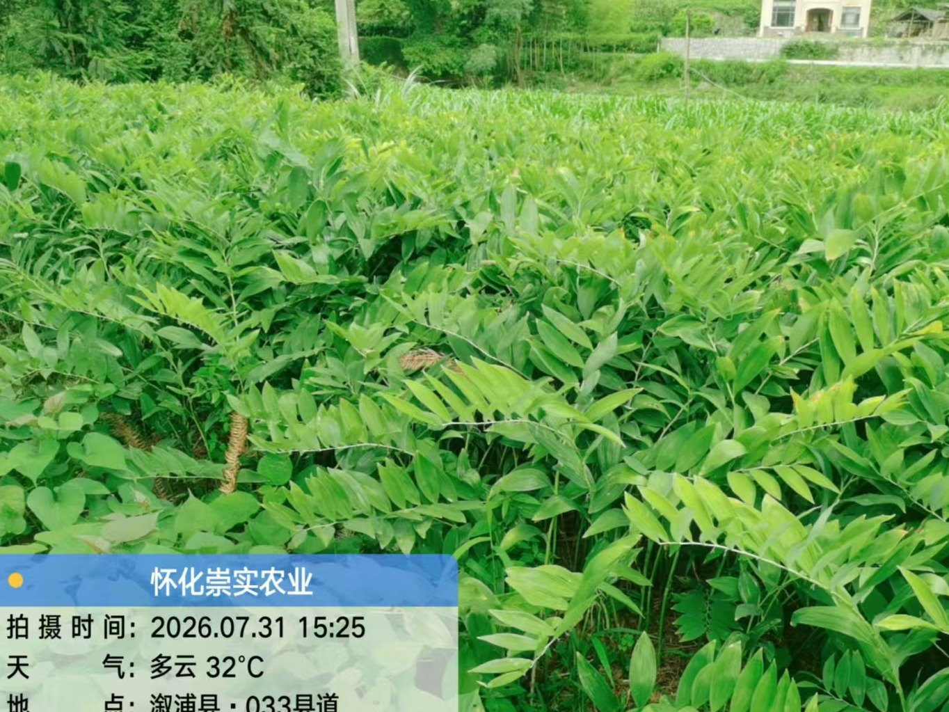 中药材