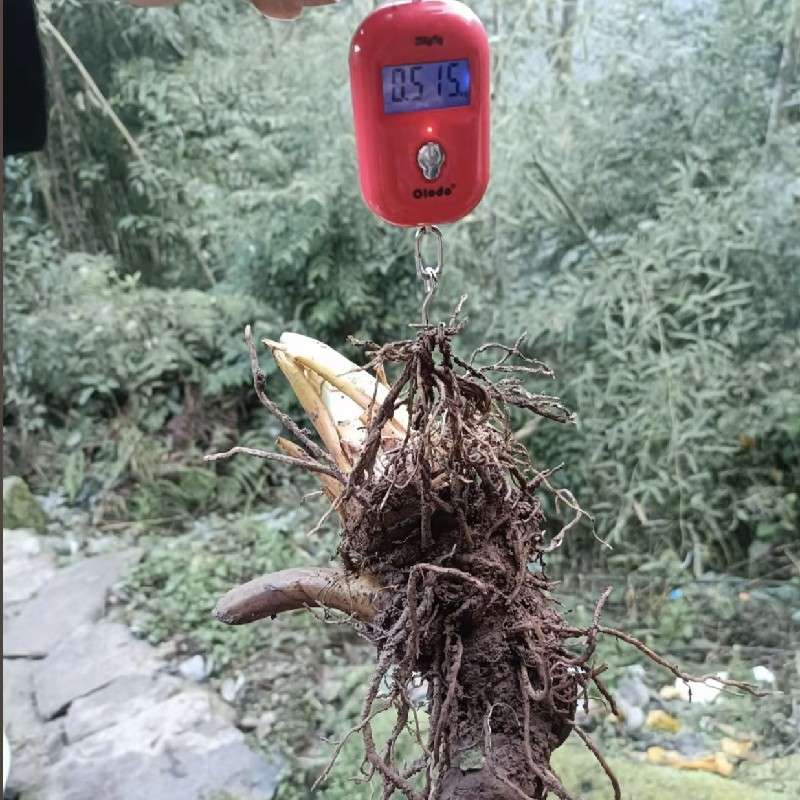 中药材