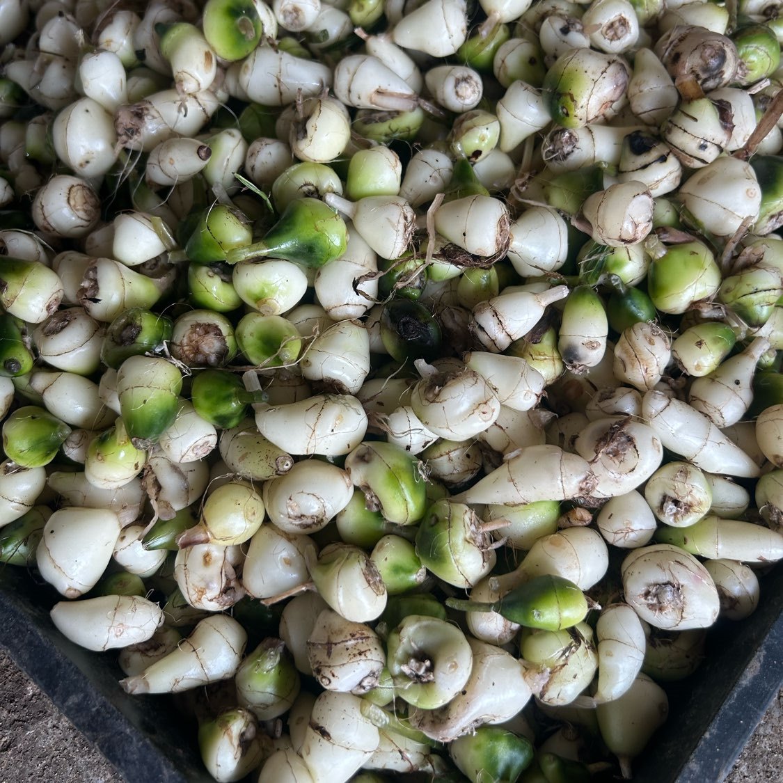 中药材