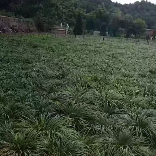 中药材