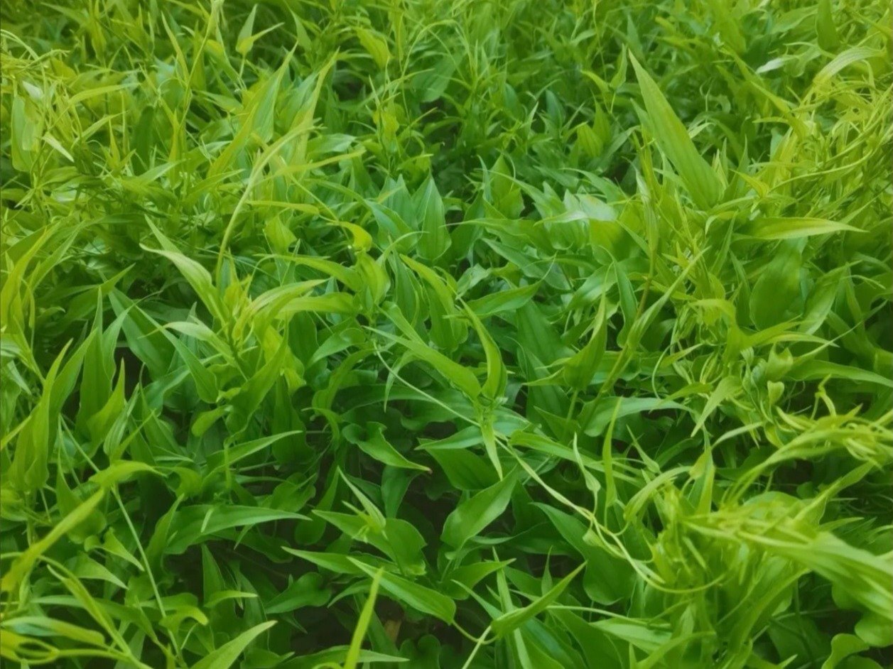 中药材