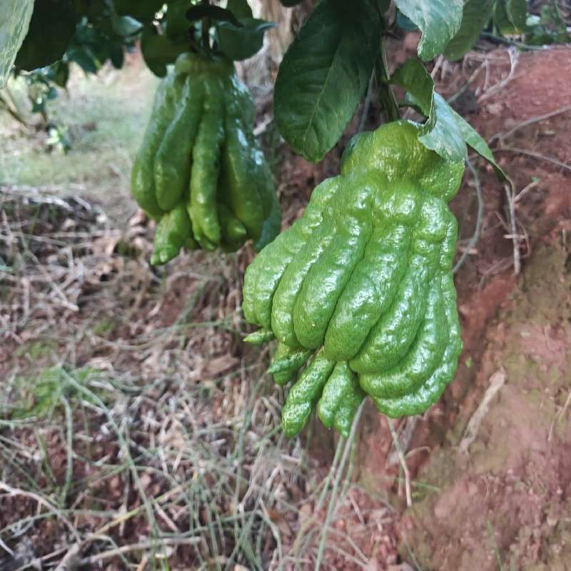 中药材