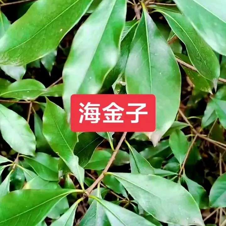 中药材