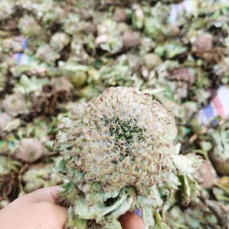 中药材